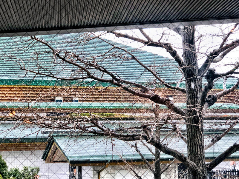 雪です❗️積もりませんでした…_b0181457_21170858.jpg