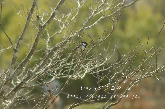 ワカラナイネー_a0158478_10251023.jpg