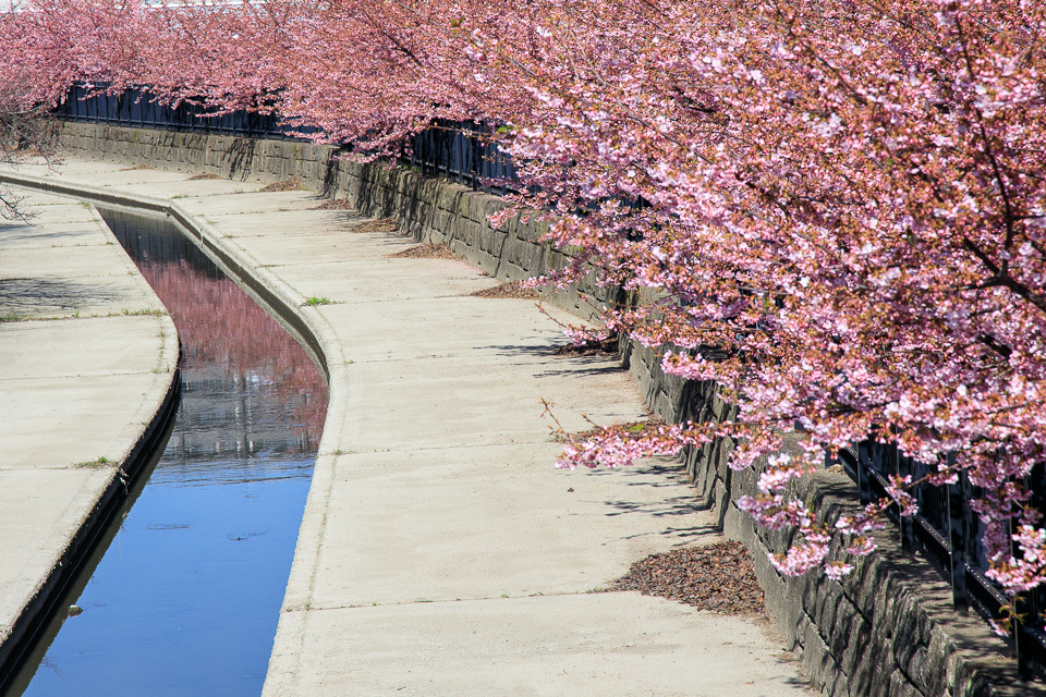 2020　桜！　　～河津桜　淀水路～_b0128581_21134705.jpg