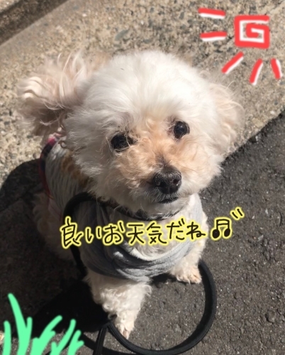 お散歩日和🔆_f0357682_15325840.jpg