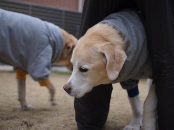 セミナー！ & ホワイトデー♡ & 桜の開花宣言♪_c0028792_19383073.jpg