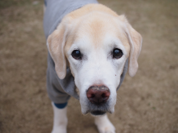 セミナー！ & ホワイトデー♡ & 桜の開花宣言♪_c0028792_19383110.jpg