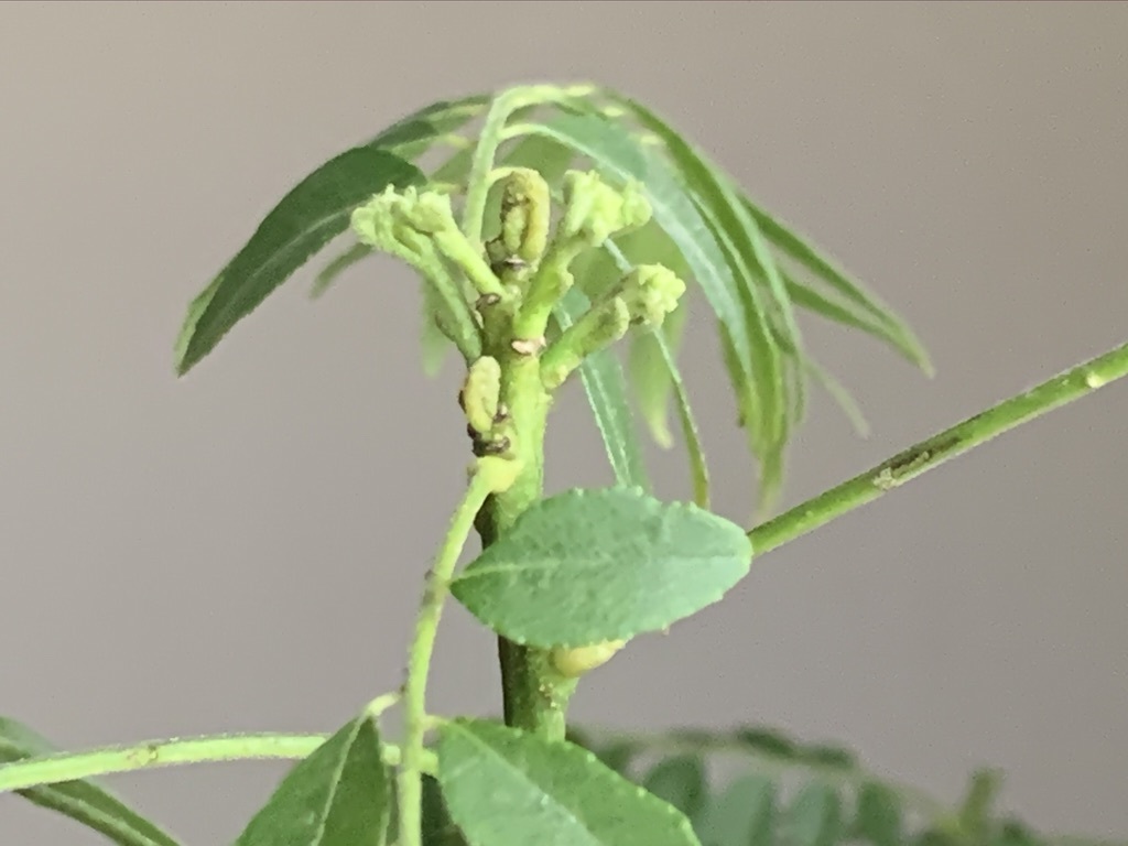薔薇ボレロとニームとカレーの木_b0349795_11144107.jpeg