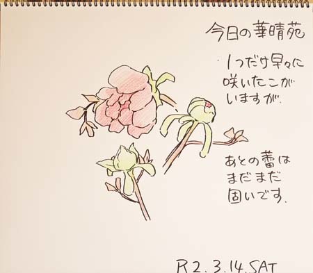 今日の華晴苑_b0364195_09104939.jpg
