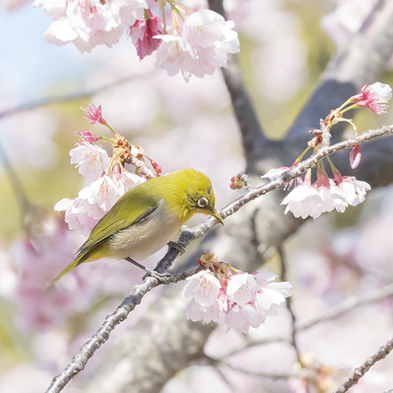 可愛いメジロと怒ったメジロ エーデルワイスブログ