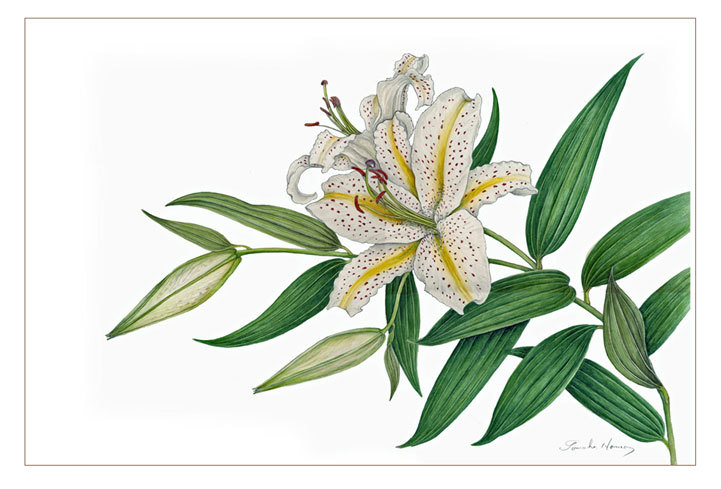 【着後レビューで 送料無料】 ユリの花～カサブランカ ボタニカルアート～四季折々～ : 絵画