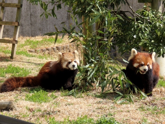 福知山市動物園の旅行記を姉妹ブログ「レッサーパンダ紀行」にアップしました_e0400609_21284239.jpg