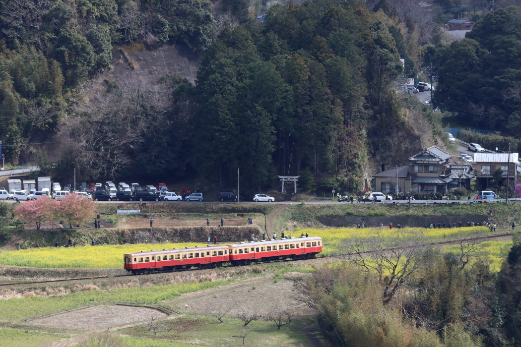 菜の花満開 - 2020年春・小湊鉄道 -_b0190710_19324283.jpg