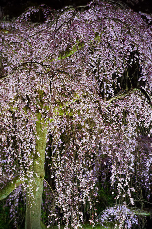 2020桜巡り@御所出水の桜 ライトアップ_f0032011_18533346.jpg