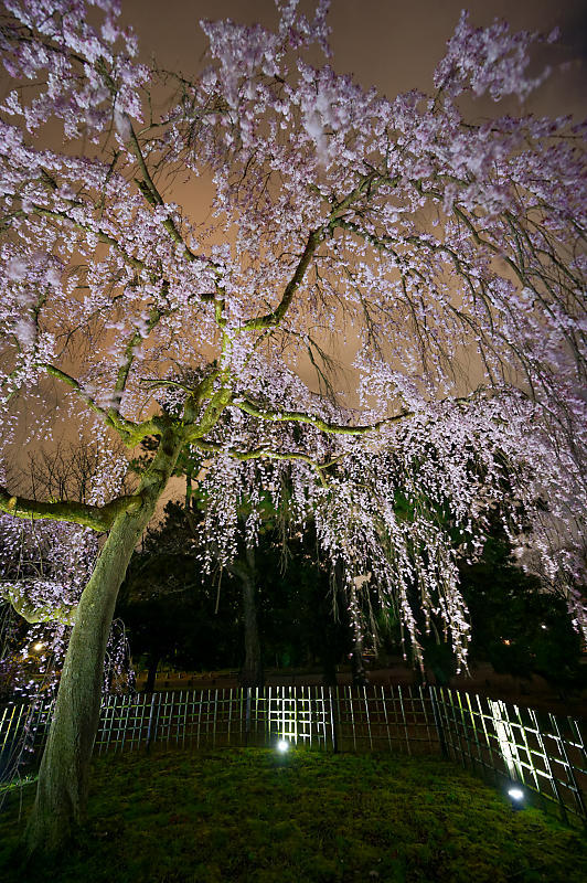 2020桜巡り@御所出水の桜 ライトアップ_f0032011_18534605.jpg