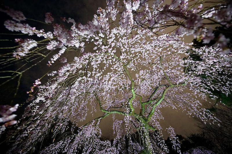 2020桜巡り@御所出水の桜 ライトアップ_f0032011_18534626.jpg