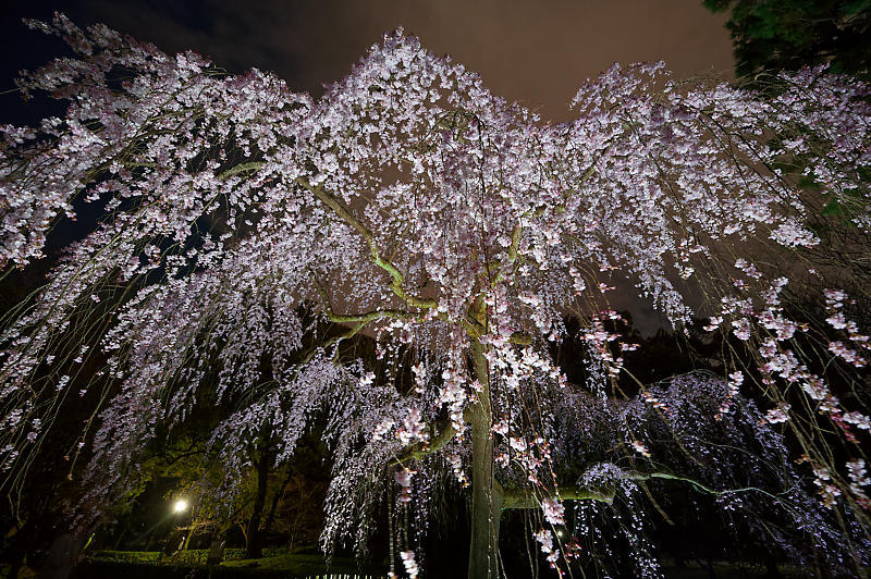 2020桜巡り@御所出水の桜 ライトアップ_f0032011_18534679.jpg