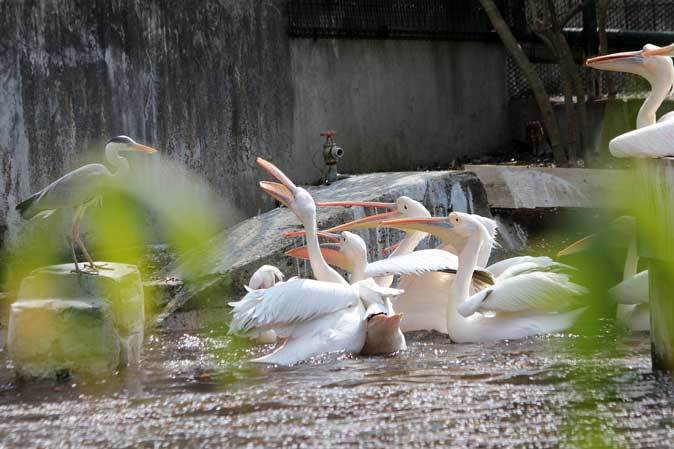 ペリカンの給餌と華麗なる略奪者アオサギ（多摩動物公園 April 2019）_b0355317_19424919.jpg