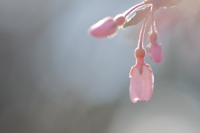 「咲き始め桜撮影会」今日から1週間やってます_f0221724_13463905.jpg