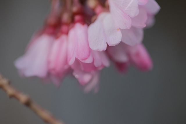 「咲き始め桜撮影会」今日から1週間やってます_f0221724_13463973.jpg