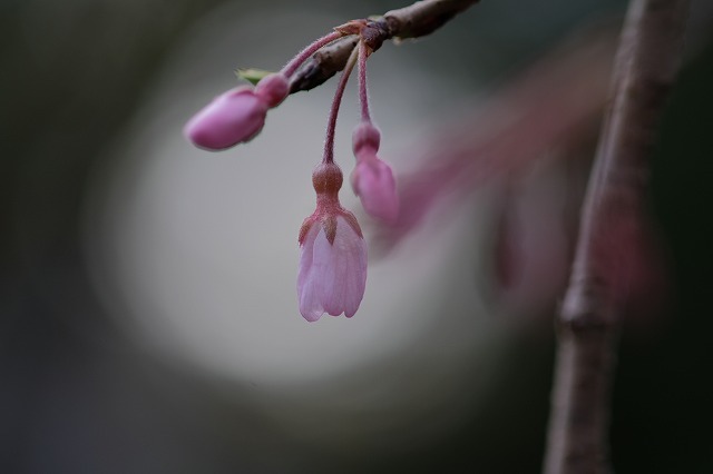 「咲き始め桜撮影会」今日から1週間やってます_f0221724_13505039.jpg