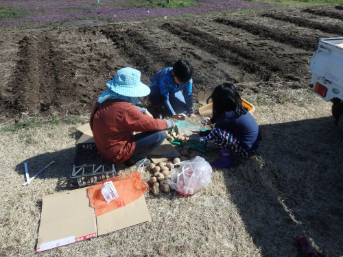 ジャガイモを植えました_f0325525_17454137.png