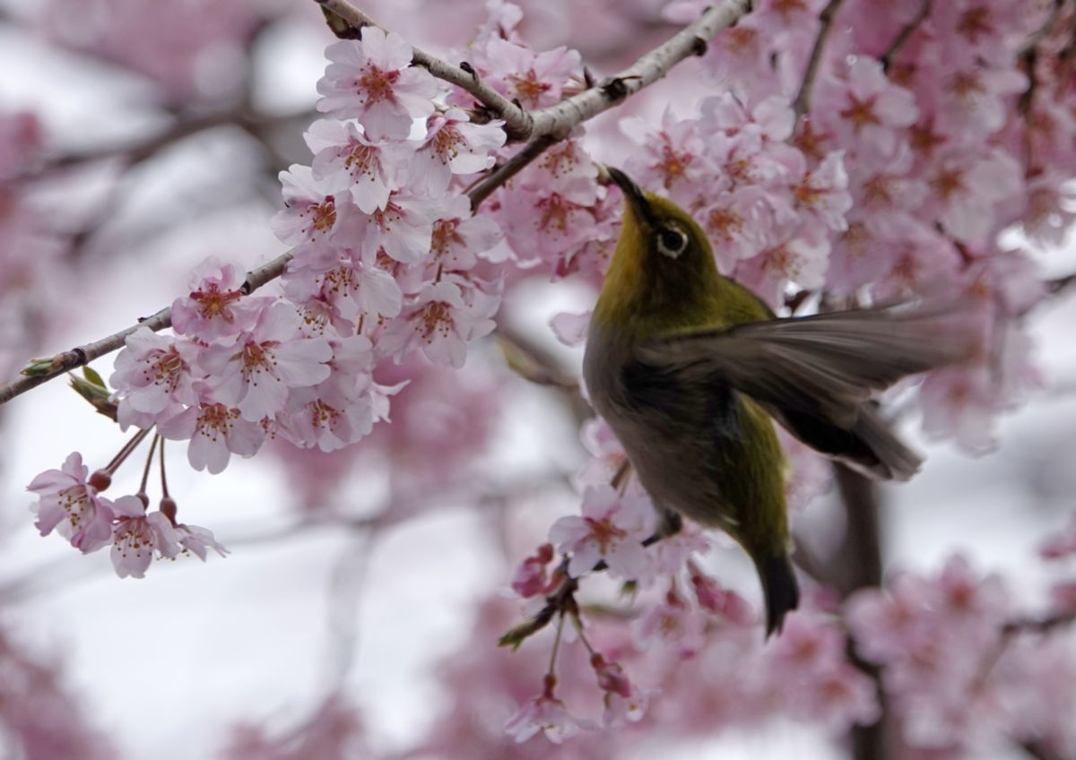 妙行寺のしだれ桜 メジロ イーハトーブ ガーデン 妙行寺のしだれ桜 メジロ イーハトーブ ガーデン