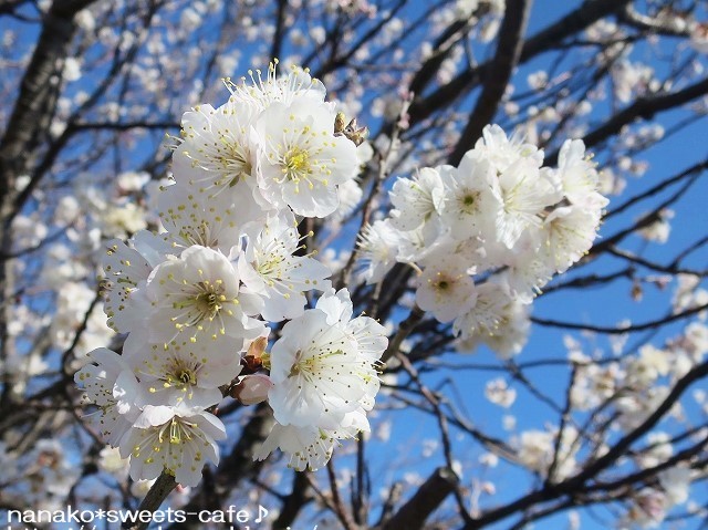 お散歩 さくらんぼの花 Nanako Sweets Cafe お散歩 さくらんぼの花 Nanako Sweets Cafe