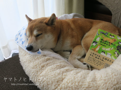犬の本 楽しかったね ありがとう Yamatoのひとりごと 犬の本 楽しかったね ありがとう Yamatoのひとりごと