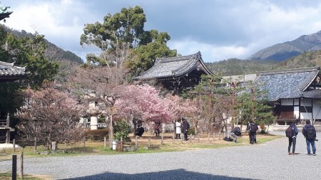 今日の京都　3月15日　嵯峨釈迦堂_d0106134_10263046.jpg