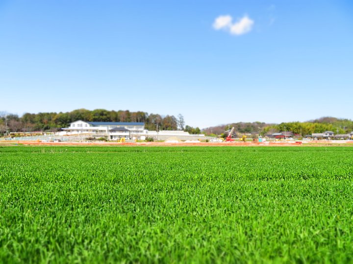 年3月25日 広がる緑の大地 今日の風に吹かれましょう