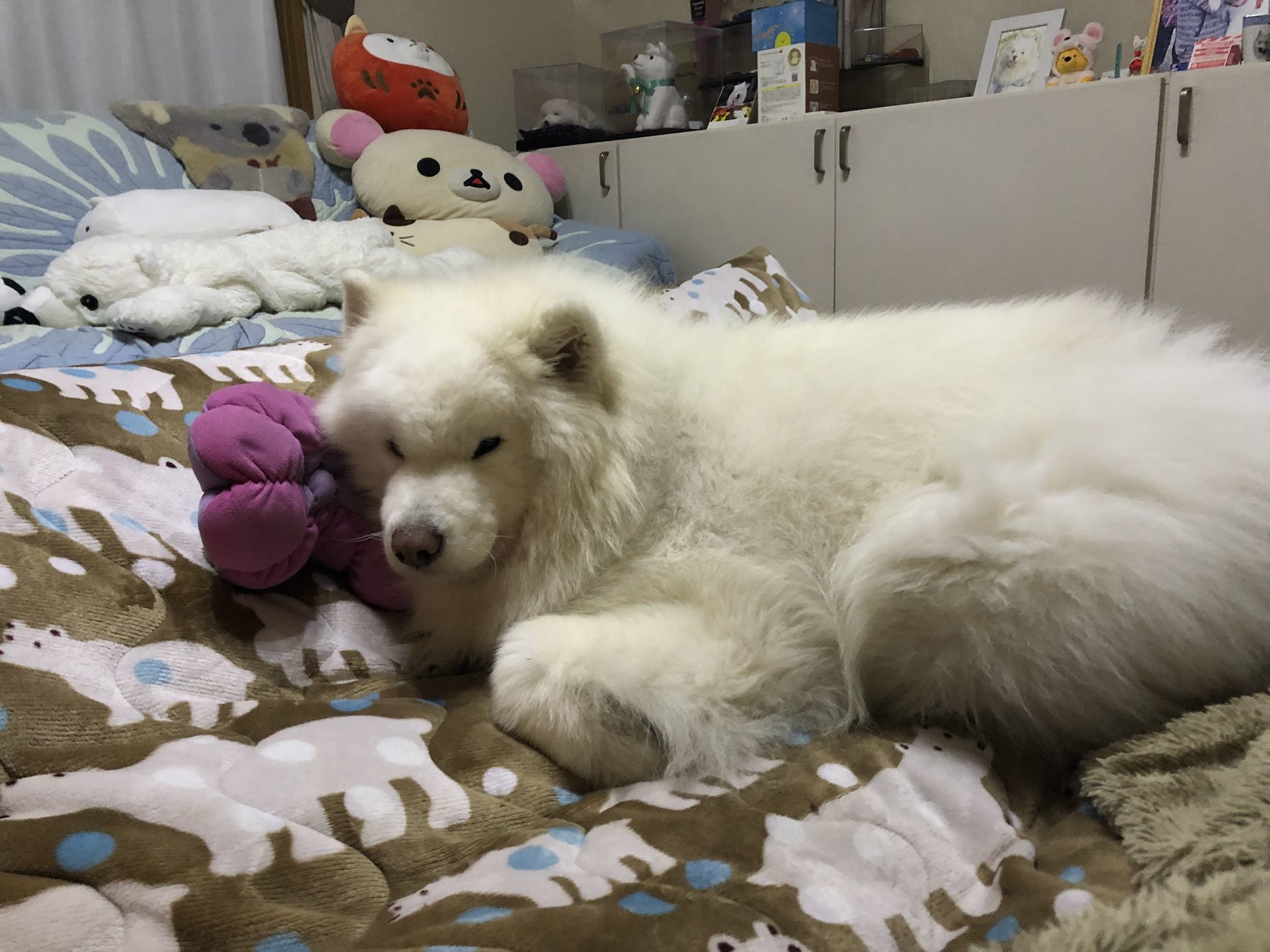 初めまして まるちゃん_f0128542_00273714.jpg