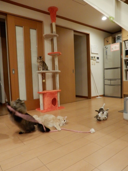 みんニャで遊ぼ!_c0259945_13053182.jpg