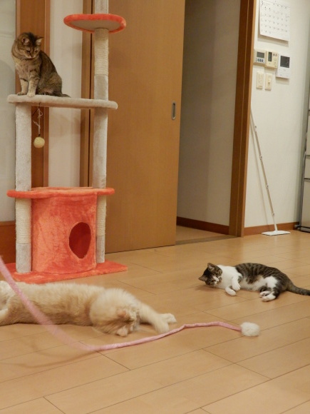 みんニャで遊ぼ!_c0259945_13054585.jpg