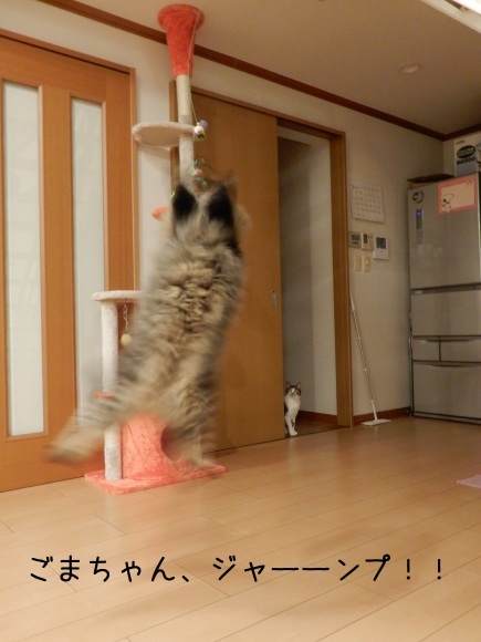 みんニャで遊ぼ!_c0259945_13202023.jpg