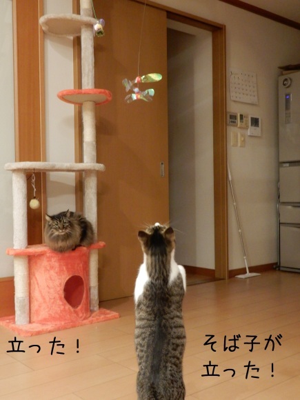 みんニャで遊ぼ!_c0259945_13320224.jpg
