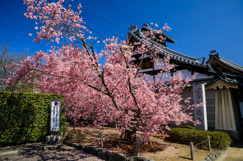 Prologue 2020桜咲く京都 長徳寺のオカメ桜_f0155048_0251486.jpg