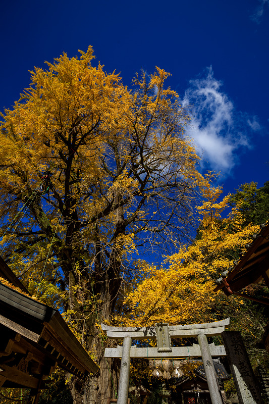 紅葉が彩る奈良2019　圧巻の銀杏（素盞雄神社）_f0155048_15541244.jpg