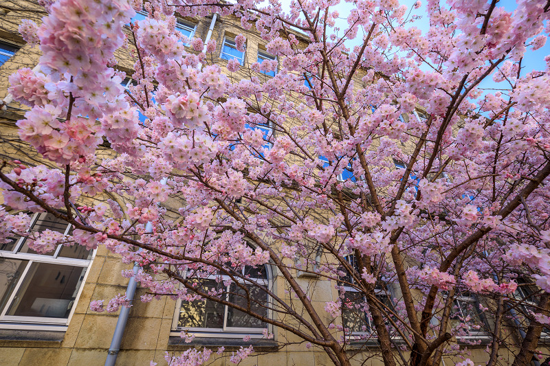 Prologue 2020桜咲く京都 春めき桜（旧成徳中学校）_f0155048_23591364.jpg