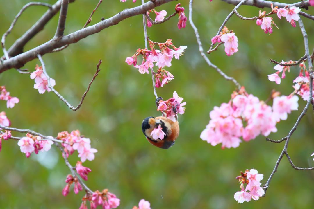 サクカラ_e0403850_20170167.jpg