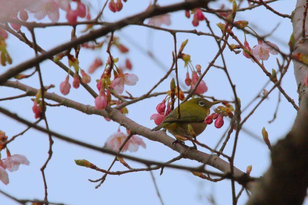 サクカラ_e0403850_21383169.jpg