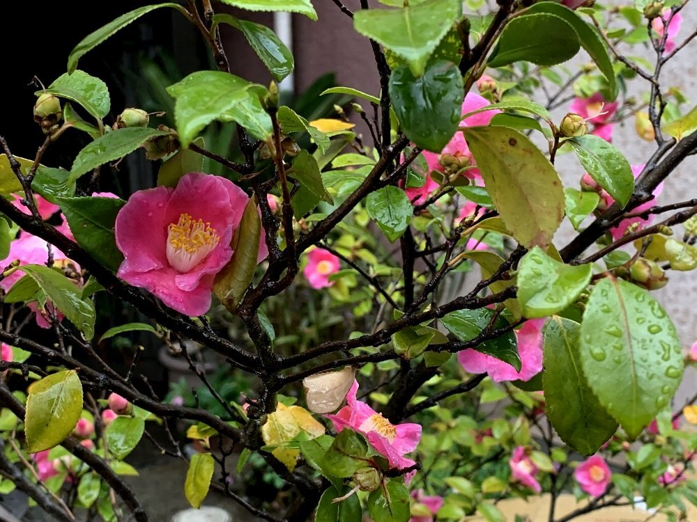 ☆水たまり・母・雨に洗われる草花と景色☆_c0092953_11163300.jpg