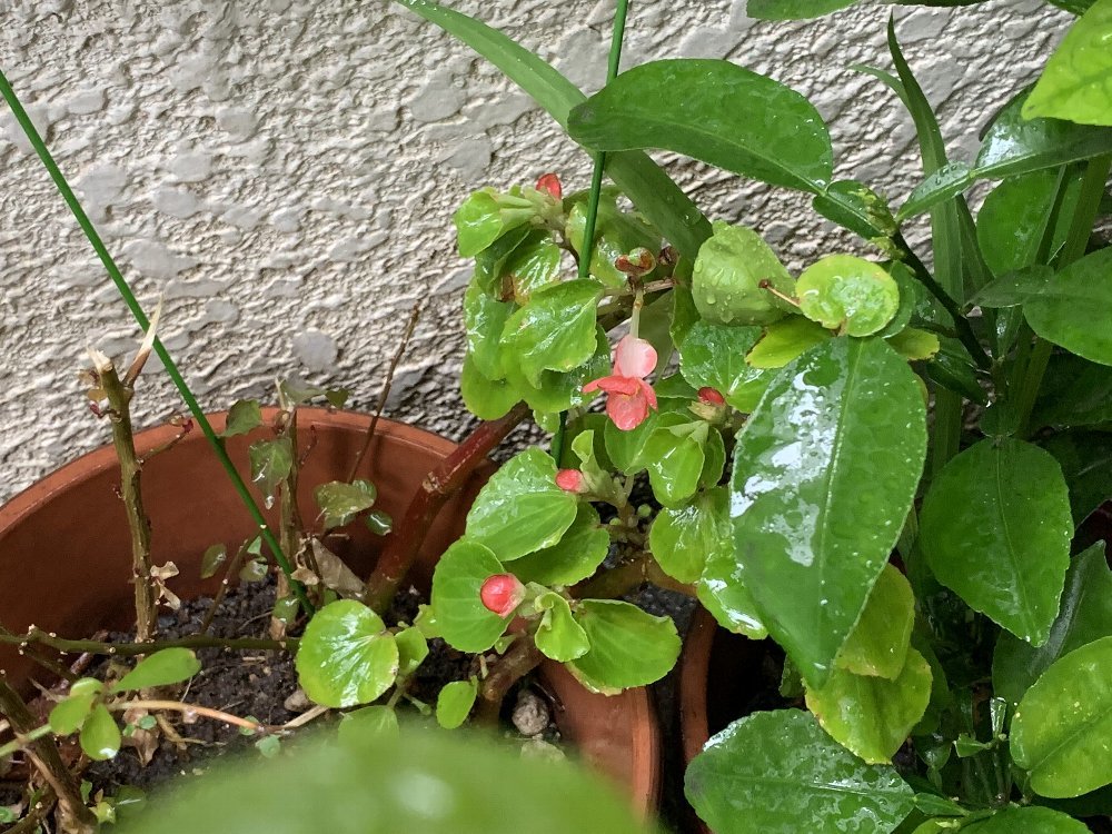 ☆水たまり・母・雨に洗われる草花と景色☆_c0092953_11163632.jpg