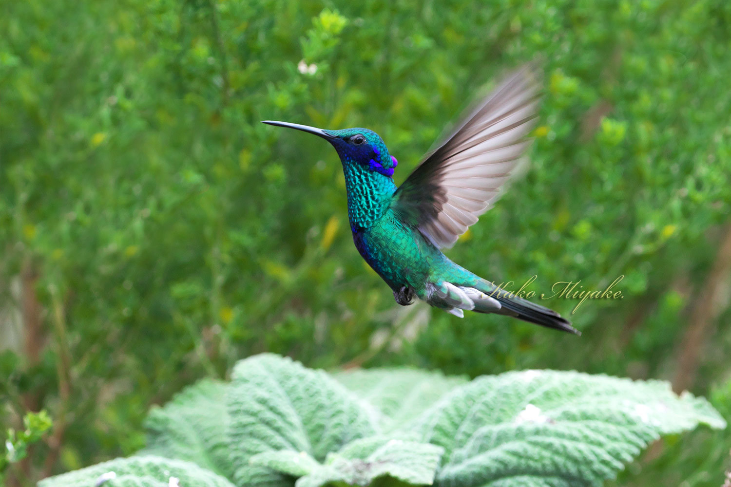 アオミミハチドリ Sparkling Violetear 2 ぼちぼち と 野鳥大好き O アオミミハチドリ Sparkling Violetear 2 ぼちぼち と 野鳥大好き O