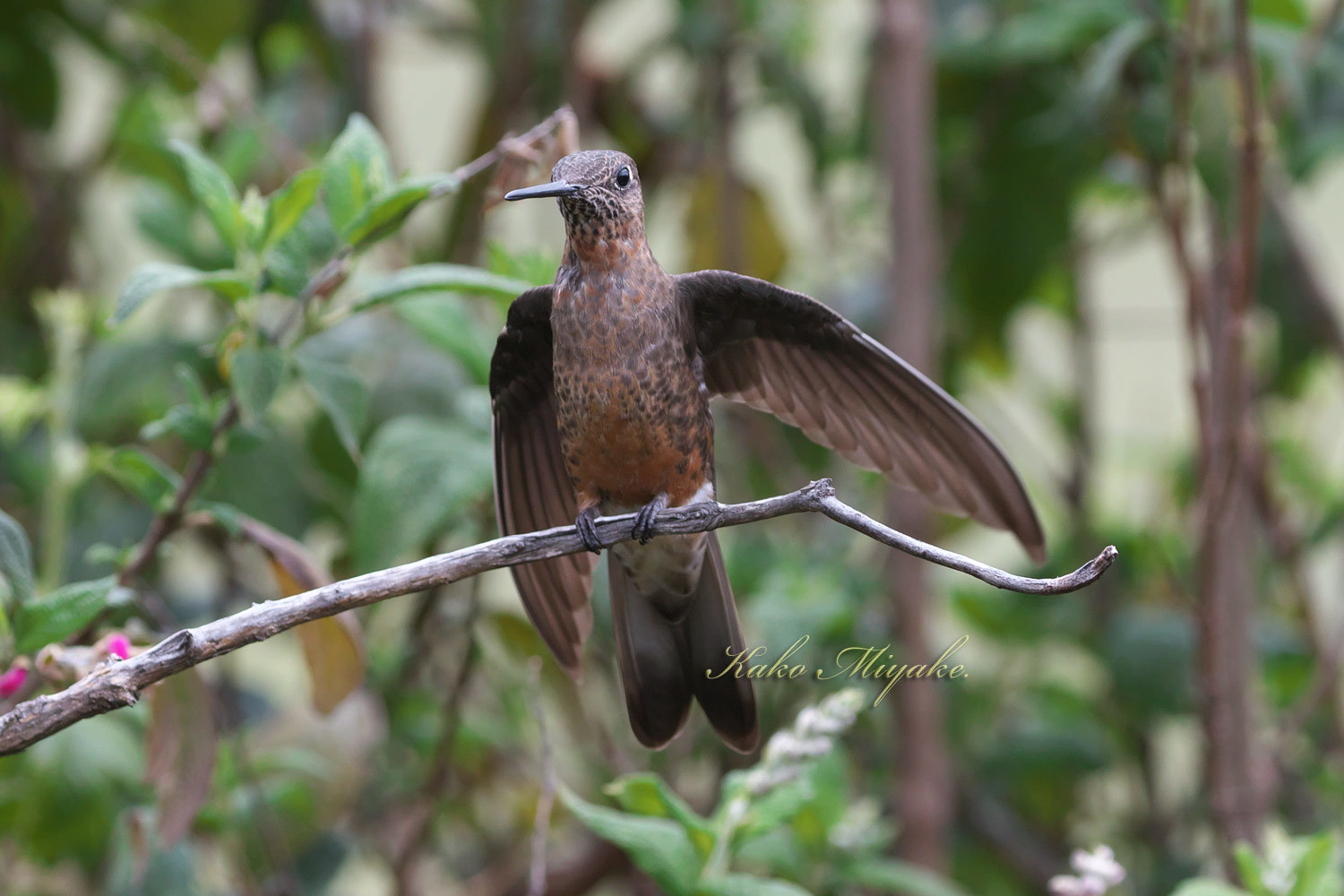 オオハチドリ Giant Hummingbird 3 ぼちぼち と 野鳥大好き O