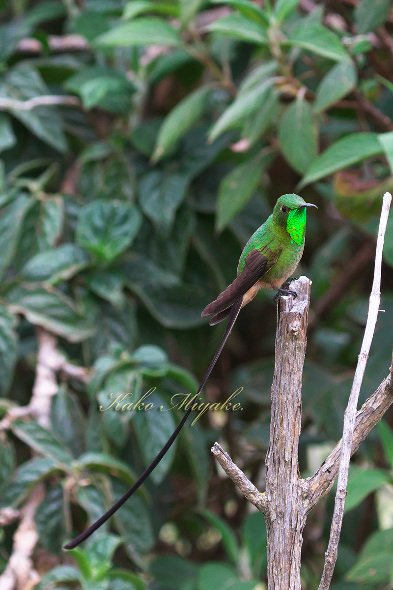 ミドリフタオハチドリ Black Tailed Trainbearer 4 ぼちぼち と 野鳥大好き O