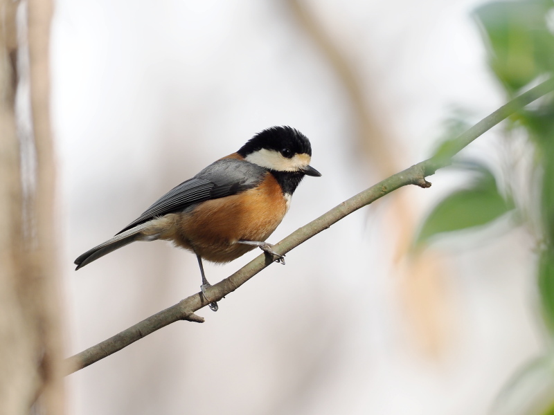 ヤマガラとシジュウカラ コーヒー党の野鳥と自然パート3