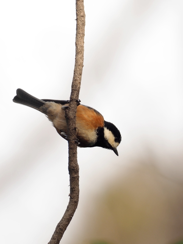 ヤマガラとシジュウカラ コーヒー党の野鳥と自然パート3
