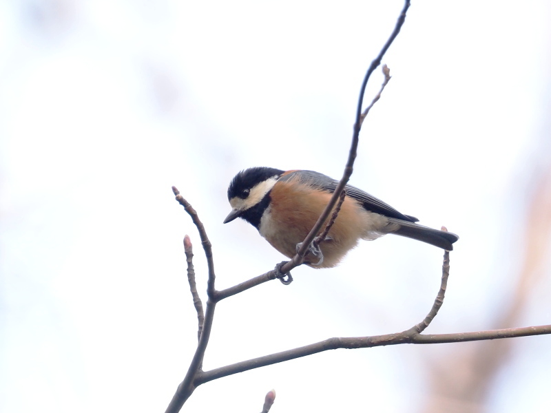 ヤマガラとシジュウカラ コーヒー党の野鳥と自然パート3