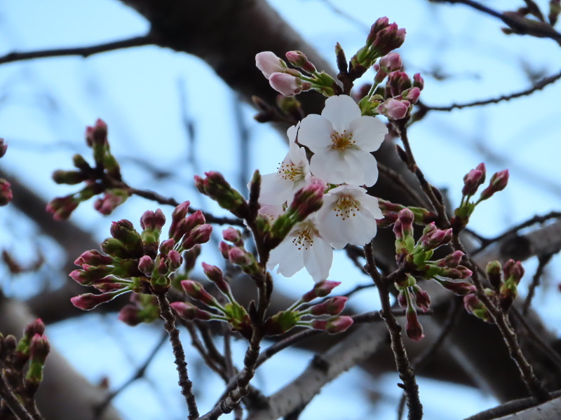 桜咲く_f0033598_18573651.jpg