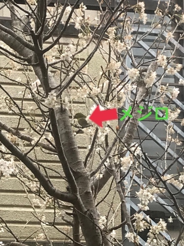 春の訪れ_e0347700_14430594.jpeg