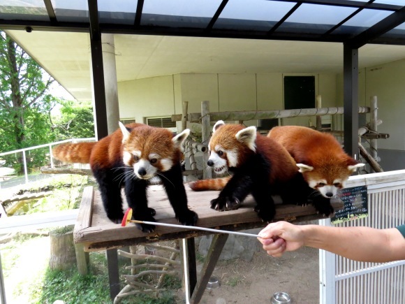 週間レッサーパンダ情報 2020年3月8日~3月14日_e0400609_21410285.jpg