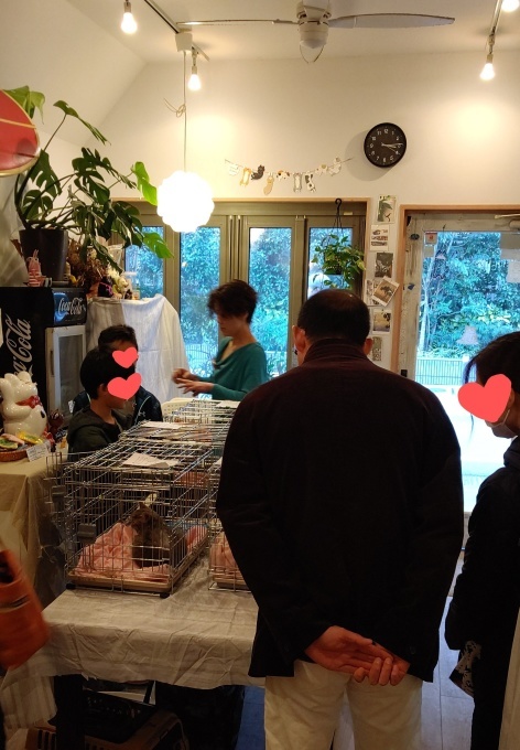 ピクシー態度が軟化か? / 今日の譲渡会_e0144012_10414516.jpeg