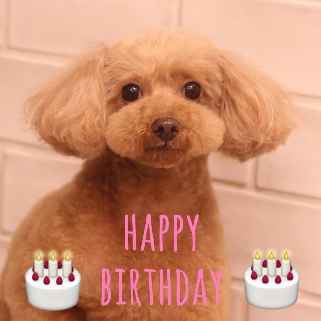 ☆ Happy Birthday ・ ティアラちゃん ☆_d0060413_15175436.jpg