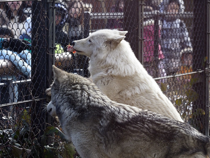シンリンオオカミのまんまタイム : 動物園放浪記